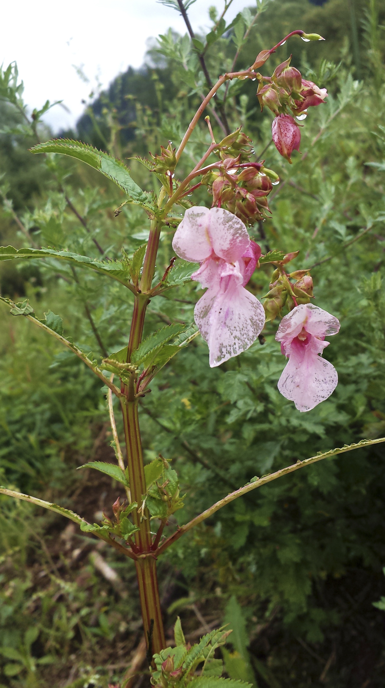 rosa_086.jpg