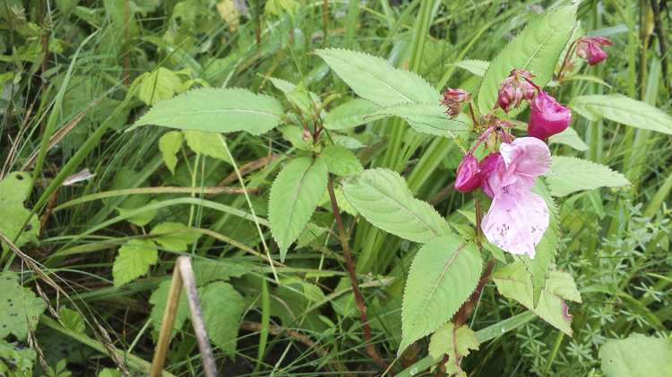 rosa_087.jpg
