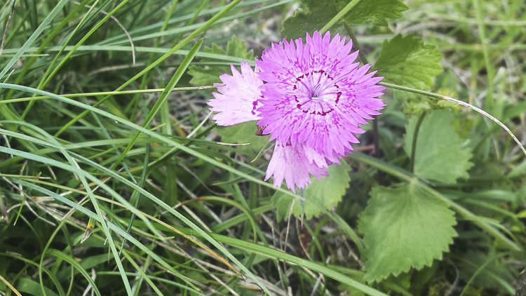rosa_097.jpg
