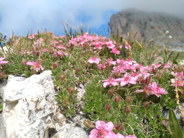 rosa_183_a.jpg