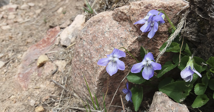 viola_066.jpg