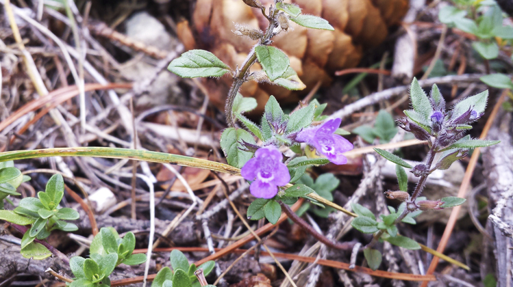 viola_069.jpg