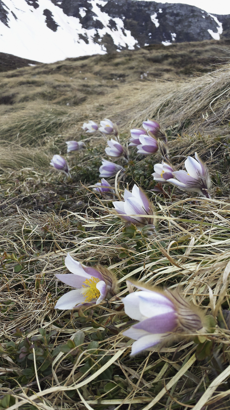 viola_071.jpg