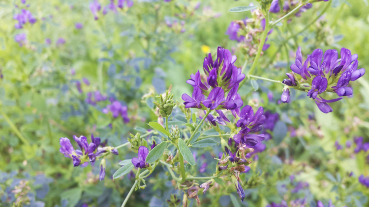 viola_072.jpg