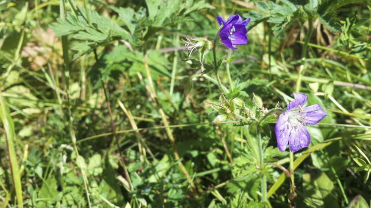viola_075.jpg