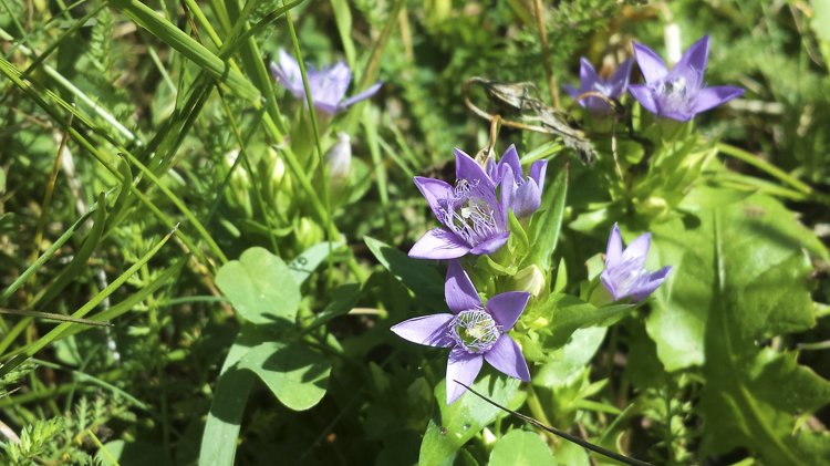viola_076.jpg
