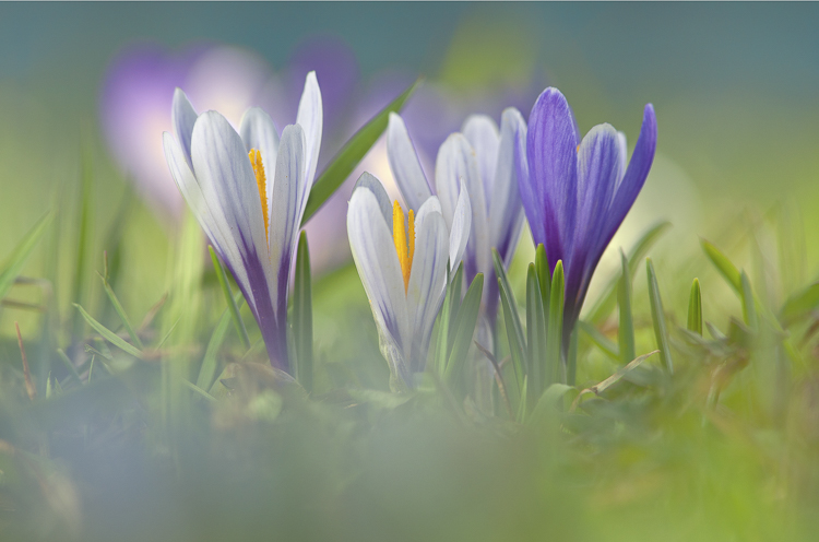 viola_077.jpg