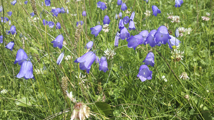 viola_078.jpg