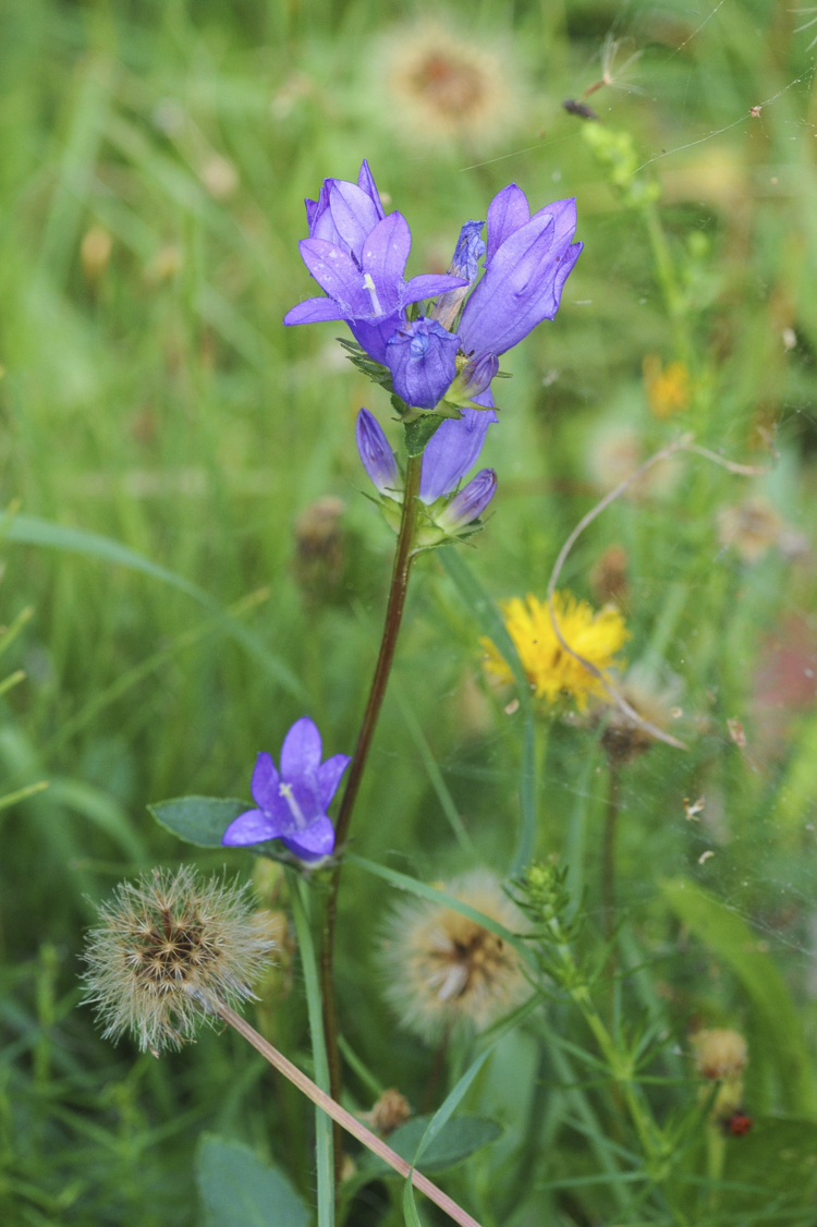 viola_079.jpg