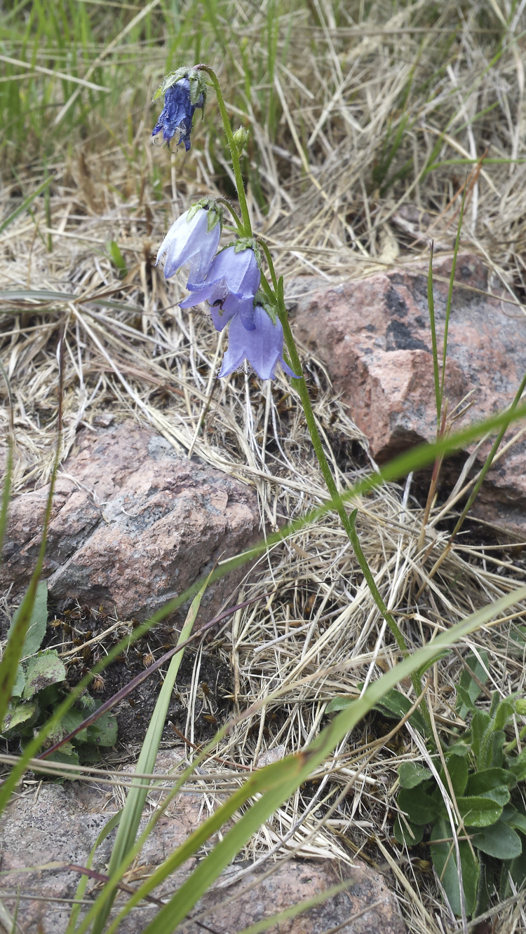 viola_080.jpg