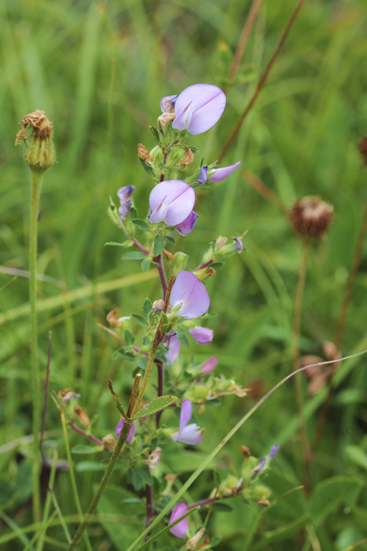viola_081.jpg