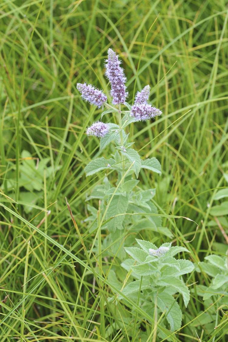 viola_083.jpg