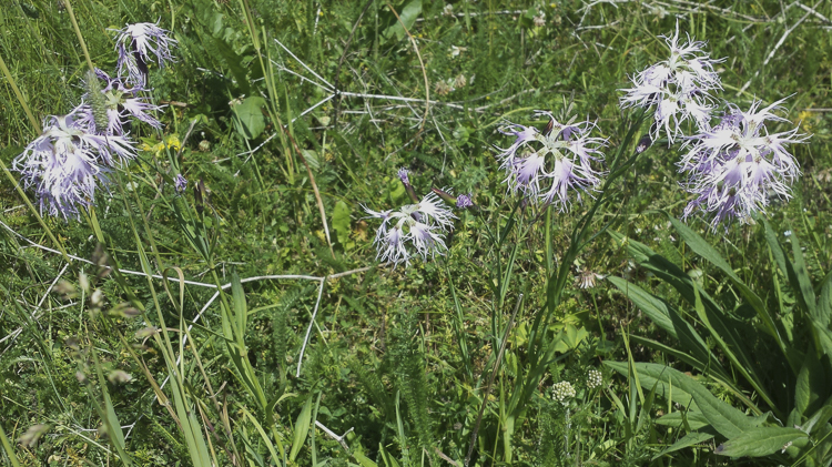 viola_090.jpg