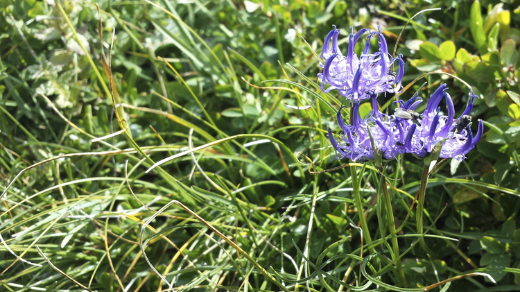 viola_092.jpg