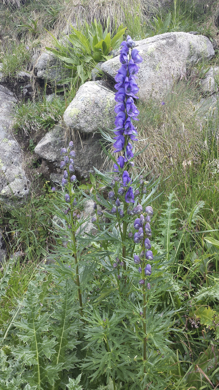 viola_093.jpg