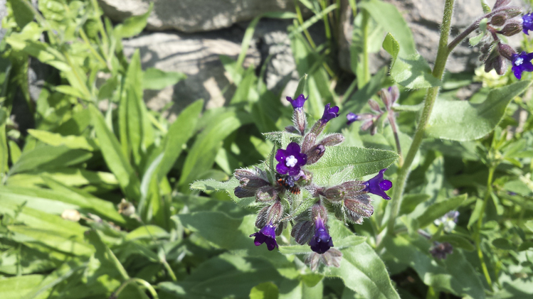 viola_096.jpg