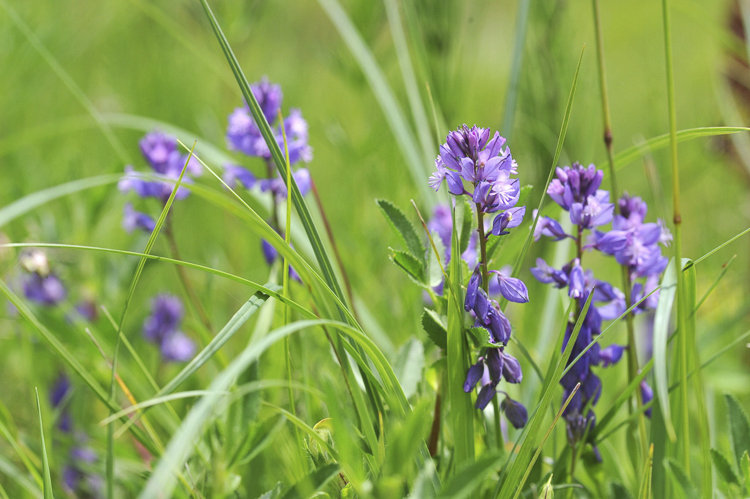 viola_104.jpg