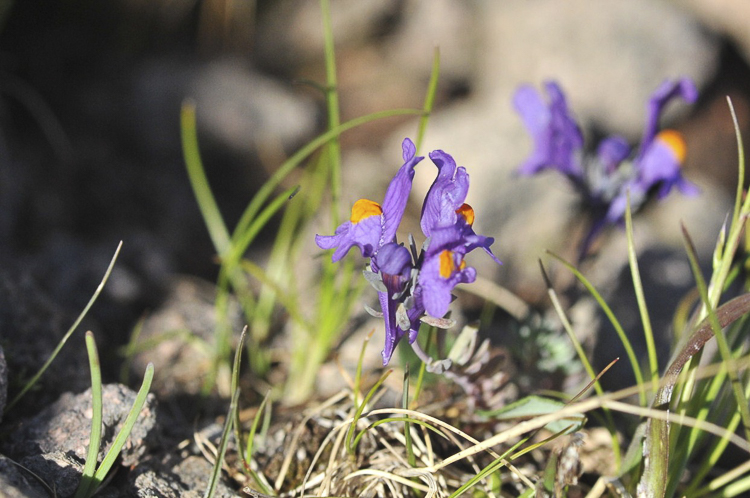 viola_113.jpg