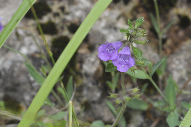 viola_136.jpg
