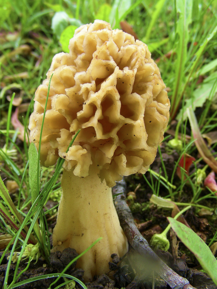 funghi_012.jpg