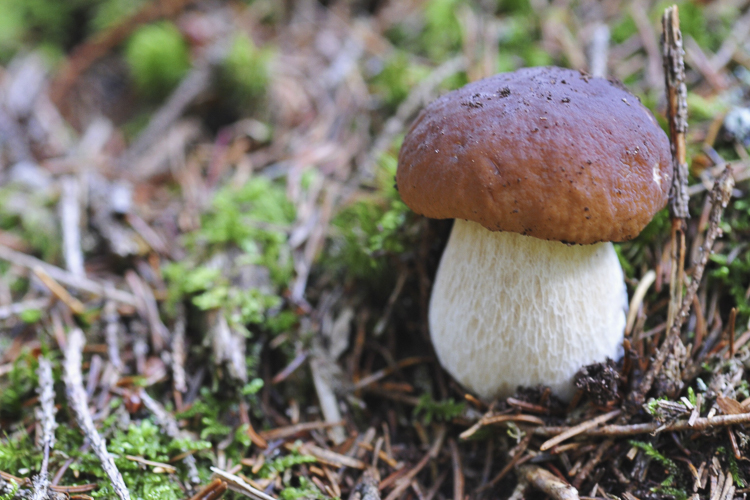 funghi_013.jpg