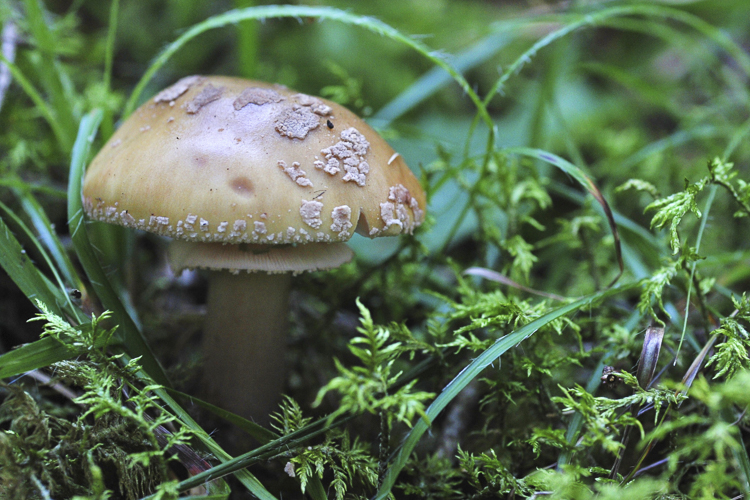 funghi_014.jpg