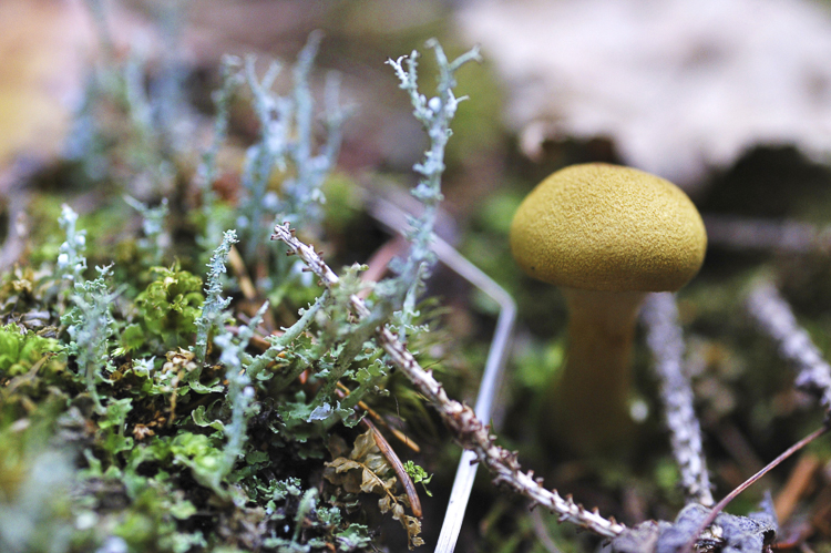 funghi_015.jpg