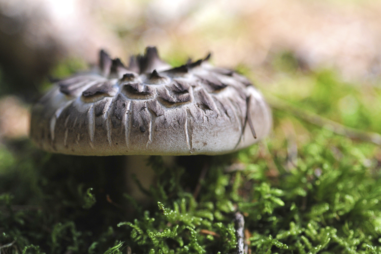 funghi_016.jpg