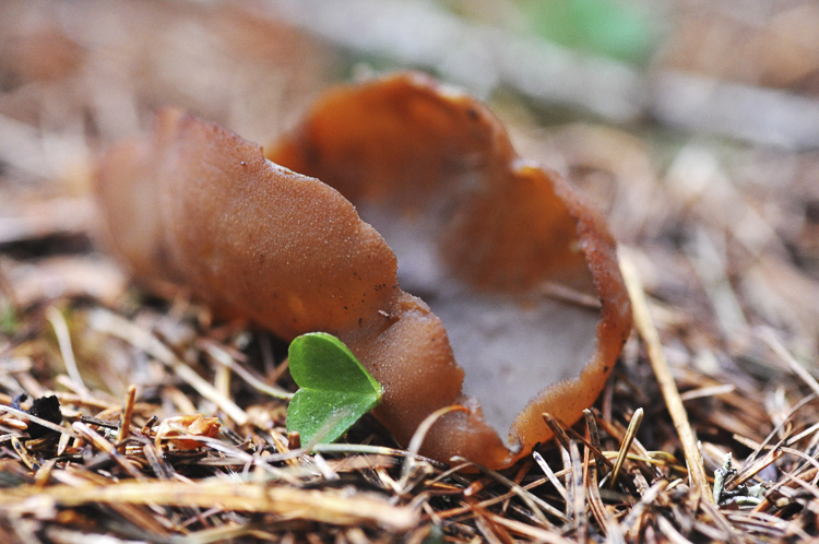 funghi_017.jpg