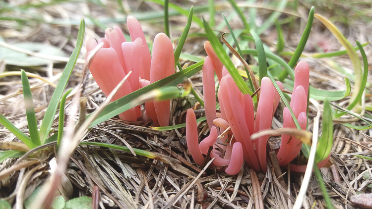 funghi_018.jpg
