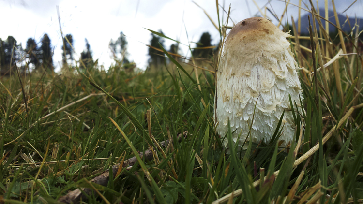 funghi_019.jpg