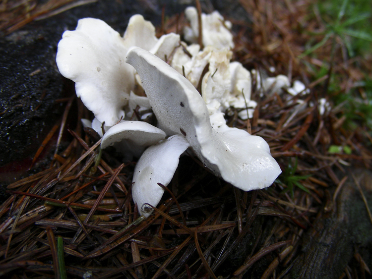 funghi_020.jpg