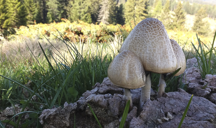 funghi_023.jpg