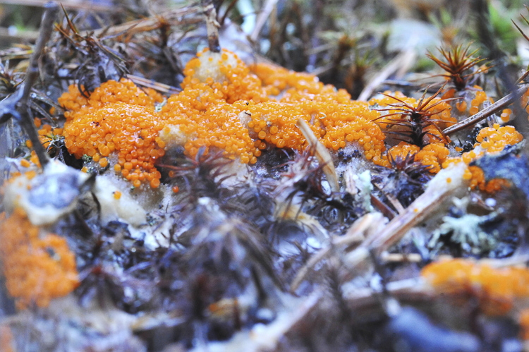 funghi_024.jpg
