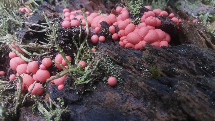 funghi_038.jpg