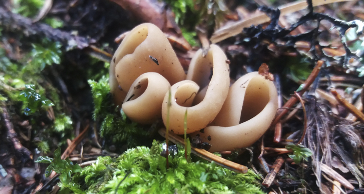 funghi_040.jpg
