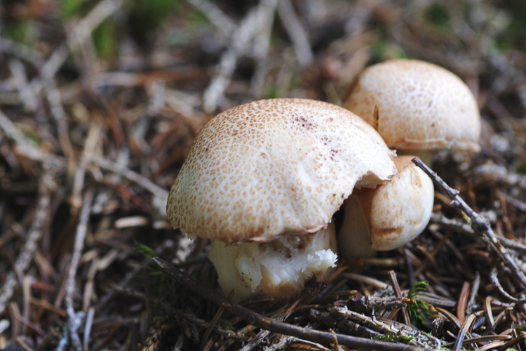funghi_042.jpg