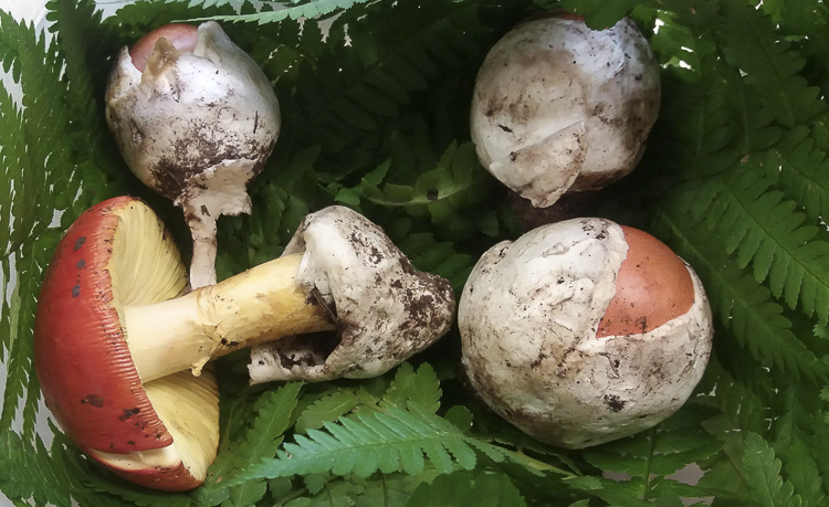 funghi_043.jpg