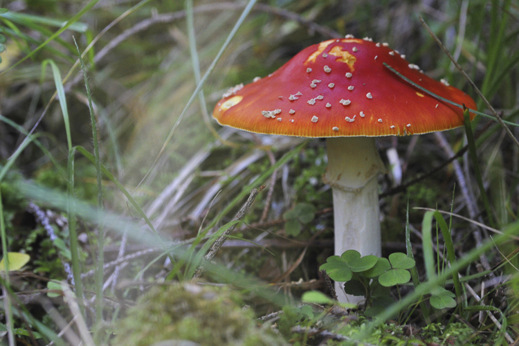 funghi_044.jpg