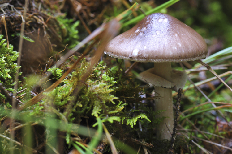 funghi_045.jpg