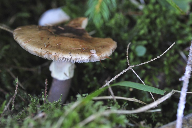 funghi_046.jpg