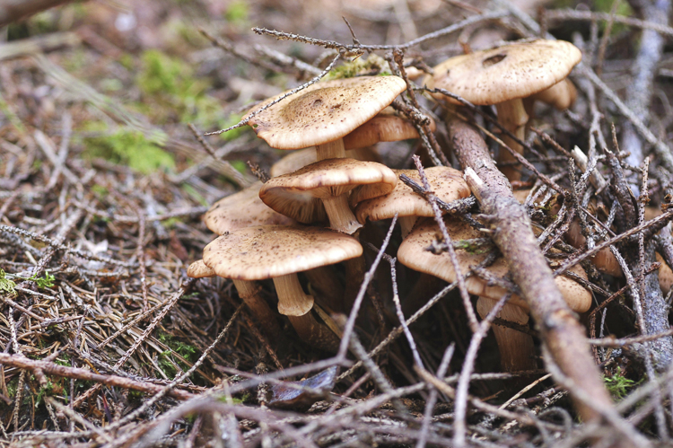 funghi_048.jpg