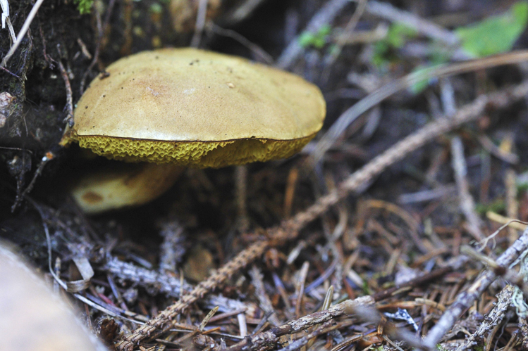 funghi_049.jpg