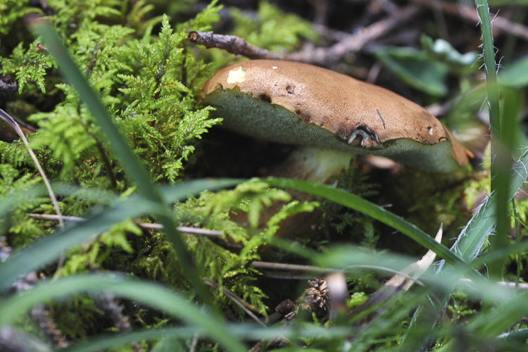 funghi_050.jpg