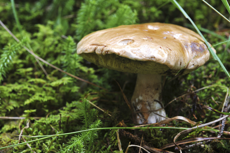 funghi_052.jpg
