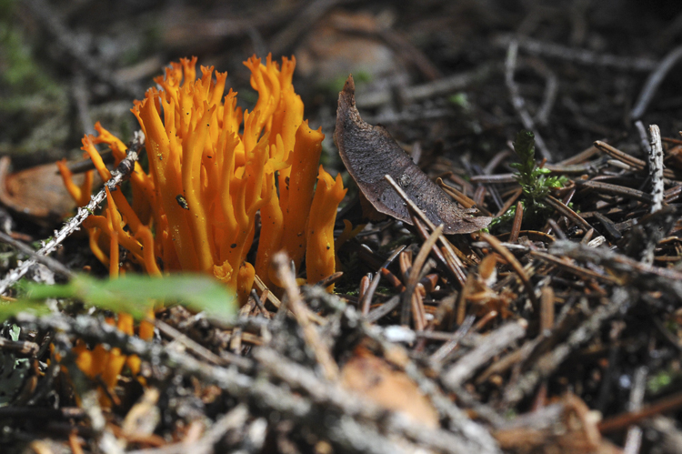 funghi_053.jpg