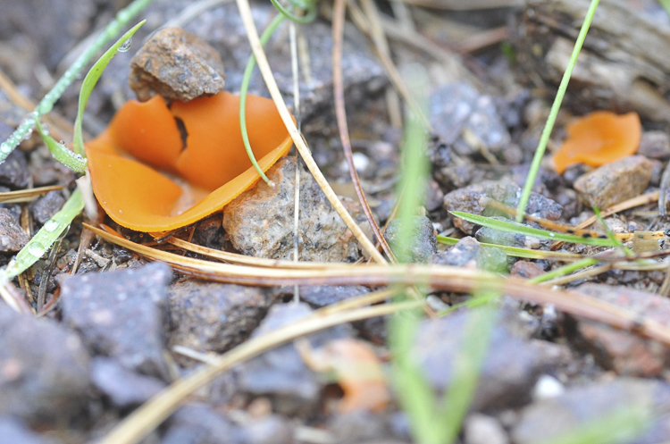 funghi_053_01.jpg