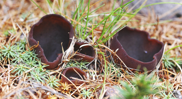 funghi_053_02.jpg