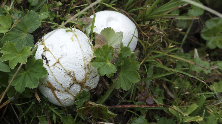 funghi_055.jpg