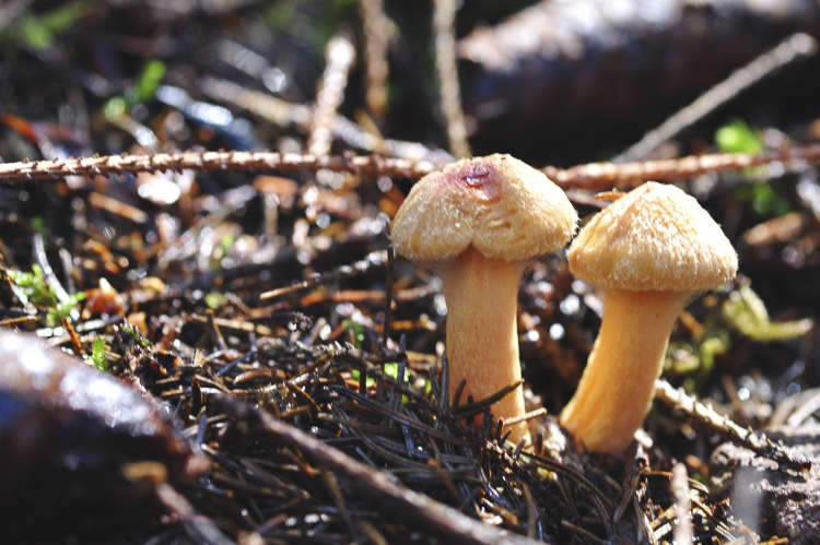 funghi_056.jpg